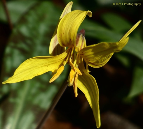 {Erythronium americanum ssp. harperi}
